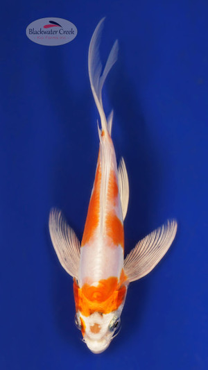 Doitsu Hariwake 5-6 inches [Z25-T185-6]