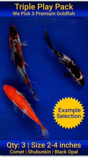 Triple Play Pack - We Pick 3 Goldfish 2-4 inches Free Shipping Triple Play Pack - We Pick 3 Goldfish 2-4 inches Free Shipping