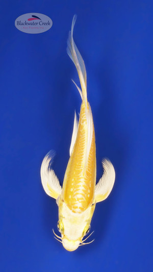 Doitsu Yamabuki 4-5 inches [Z25-T10-3]