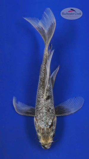 Matsukawabake 5-6 inches [Z25-T11-3]