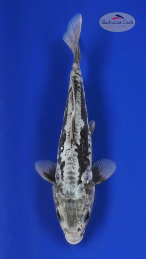 Kumonryu 6-7 inches [Z25-T11-5]