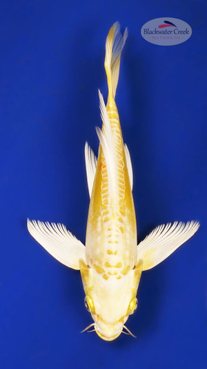 Doitsu Yamabuki 6-7 inches [Z25-T11-6]