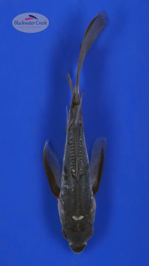 Kohaku 4-5 inches [Z25-T22-6] - Blackwater Creek Koi Farms