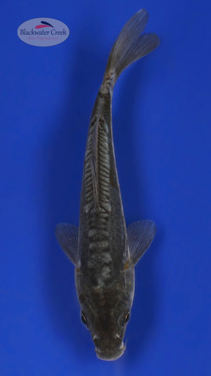Kohaku 4-5 inches [Z25-T22-6] - Blackwater Creek Koi Farms