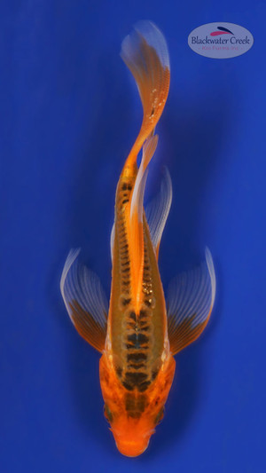 Shusui 5-6 inches [Z25-T23-10]