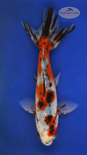 Calico Wakin 5-6 inches [YY25-T69-6]