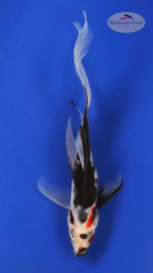 Black Opal 5-6 inches [YY25-T70-3]