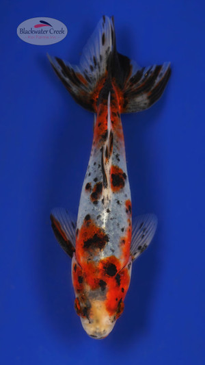 Wakin 5-6 inches [YY25-T62-5]