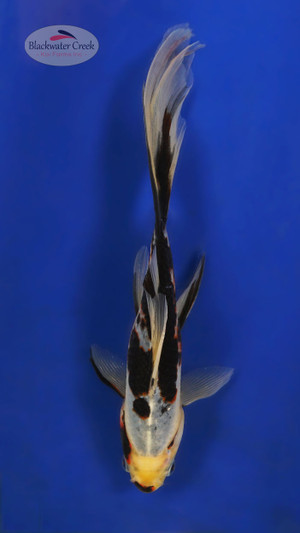 Sanke Gold 7-8 inches [YY25-T62-8]