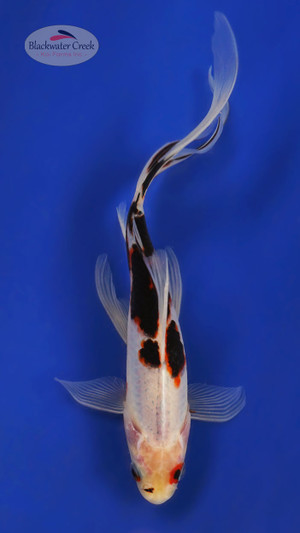 Sanke Gold 7-8 inches [YY25-T62-9]