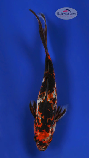 Calico Shubunkin 7-8 inches [YY25-T62-10]