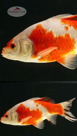 Red & White Hibuna 7-8 inches [YY25-T81-8]