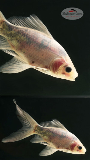 Howard 4-5 inches [YY25-T82-4]