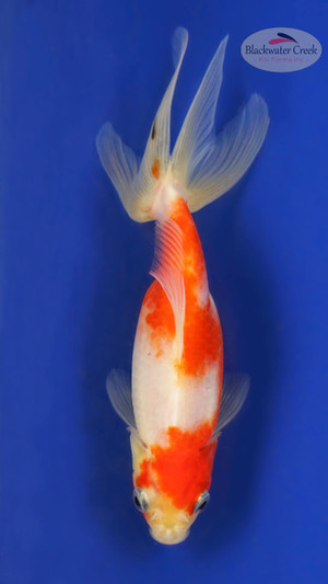 Wilma Watonai 4-5 inches [YY25-T84-2]