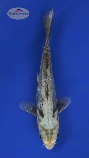 Kumpnryu 4-5 inches [A25-T24-1]