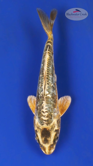 Kin Kikokuryu 5-6 inches [A25-T37-70] - Blackwater Creek Koi Farms