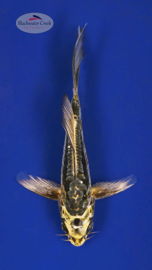 Kikokuryu 4-5 inches [A25-T34-5]