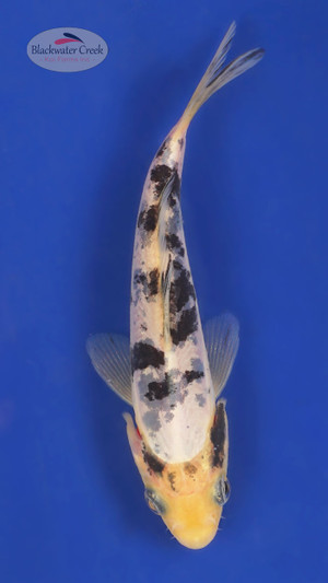 Doitsu Shiro Utsuri 4-5 inches [A25-T44-14]