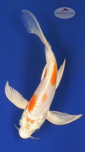 Doitsu Hariwake 5-6 inches [A25-T44-12]