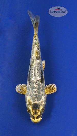 Kikokuryu 4-5 inches [A25-T38-1]