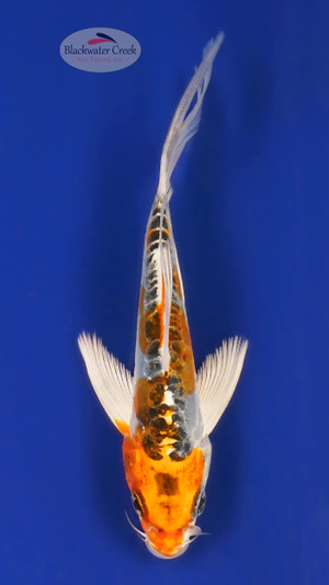 Doitsu Kujaku 4-5 inches [A25-T42-12]