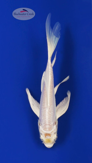 Doitsu Platinum 4-5 inches [A25-T46-4]