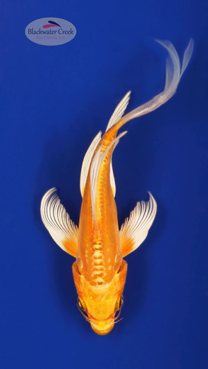 Doitsu Orenji 4-5 inches [A25-T47-6]