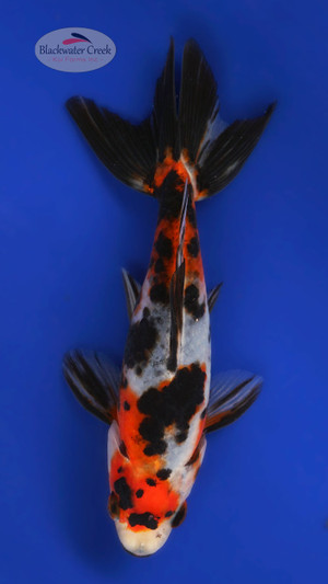 Wakin 5-6 inches [YY25-T86-1]