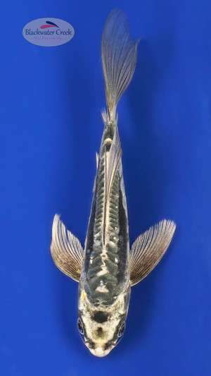 Kin Kikokuryu 5-6 inches [A25-T37-70] - Blackwater Creek Koi Farms
