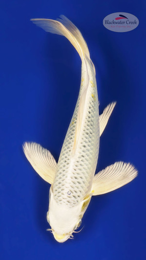 Platinum 7 inches [ESH6-101325-2] - Blackwater Creek Koi Farms