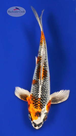 Platinum 7 inches [ESH6-101325-2] - Blackwater Creek Koi Farms