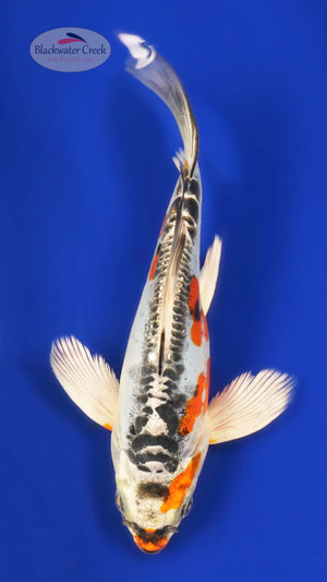 Doitsu Kujaku 7 inches  [ESH7-101325-4]