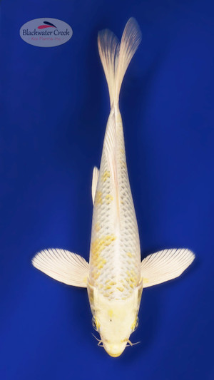 Hariwake 8 inches  [ESH7-101325-7]