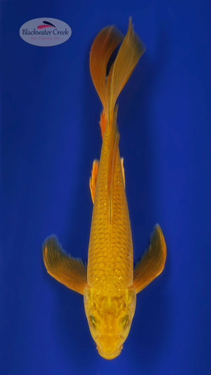 Chagoi 10 inches [ESH7-101325-9]