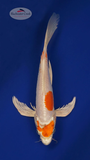 Doitsu Hariwake 8 inches [ESH9-101325-1]