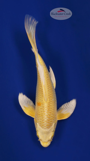 Yamabuki 9 inches [ESH9-101325-8]