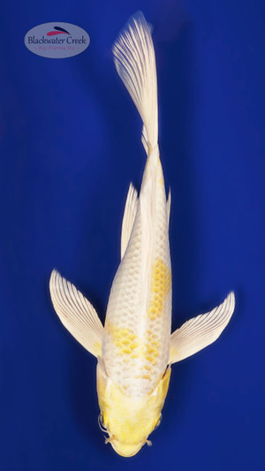 Hariwake 8 inches [ESH10-101325-5]