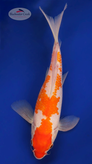 Kohaku 8 inches [ESH12-101325-1]