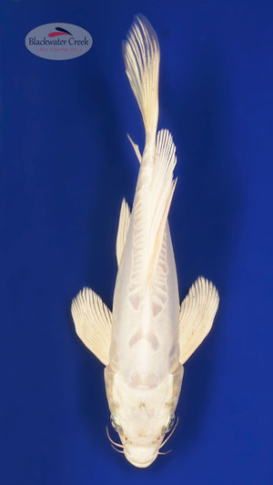 Doitsu Platinum 8 inches [ESH14-101325-4]