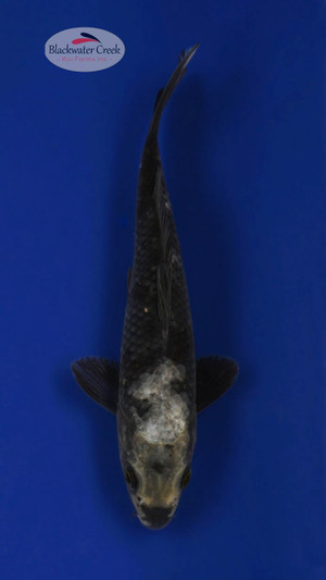 Matsukawabake 7 inches [ESH14-101325-7]