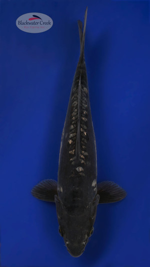 Doitsu Karasu 10 inches [ESH14-101325-9]