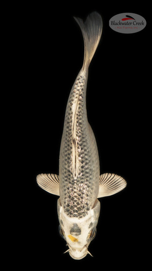 Gin Matsuba 5-6 inches [B25-T2-3]