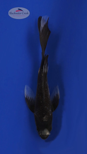 Matsukawabake 4-5 inches [B25-T3-3]