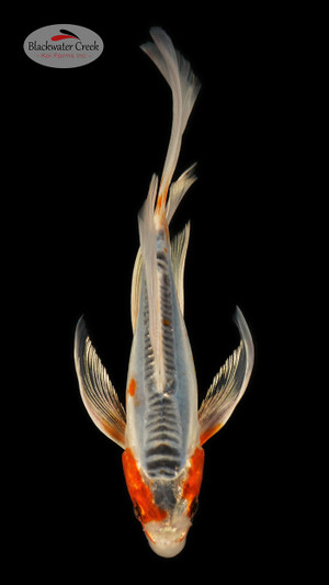 Ocean Ember Shusui 6-7 inches [B25-T8-5]