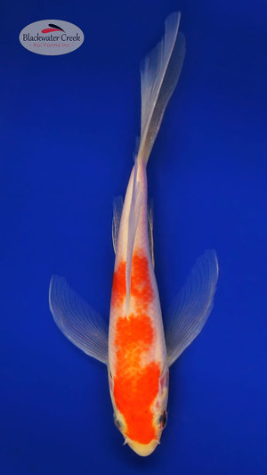 Kohaku 6-7 inches [B25-T8-7]