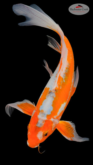 Shusui 13 inches [EA1-11525-2]