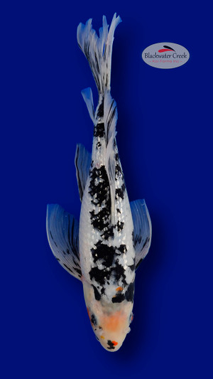 Shiro Bekko 13 inches [EA1-11525-6]