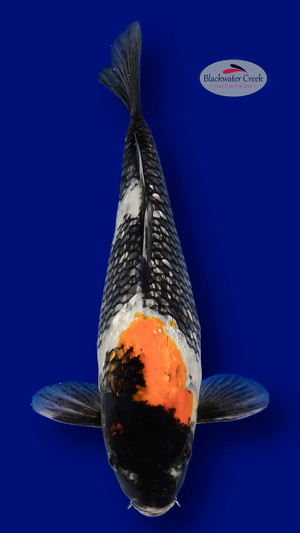 Gin Rin Showa 14 Inches [EA1-11525-8]