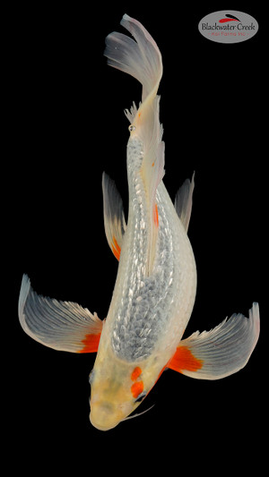 Gin Rin Asagi 15 inches [EA3-11525-18]