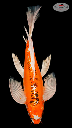 Doitsu Kujaku 17 inches [EA3-11525-19]